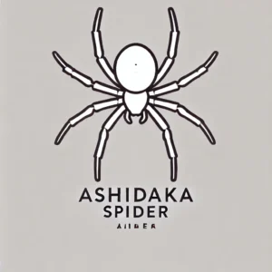 アシダカグモは退治しないで！ゴキブリを食べる益虫の生態を解説