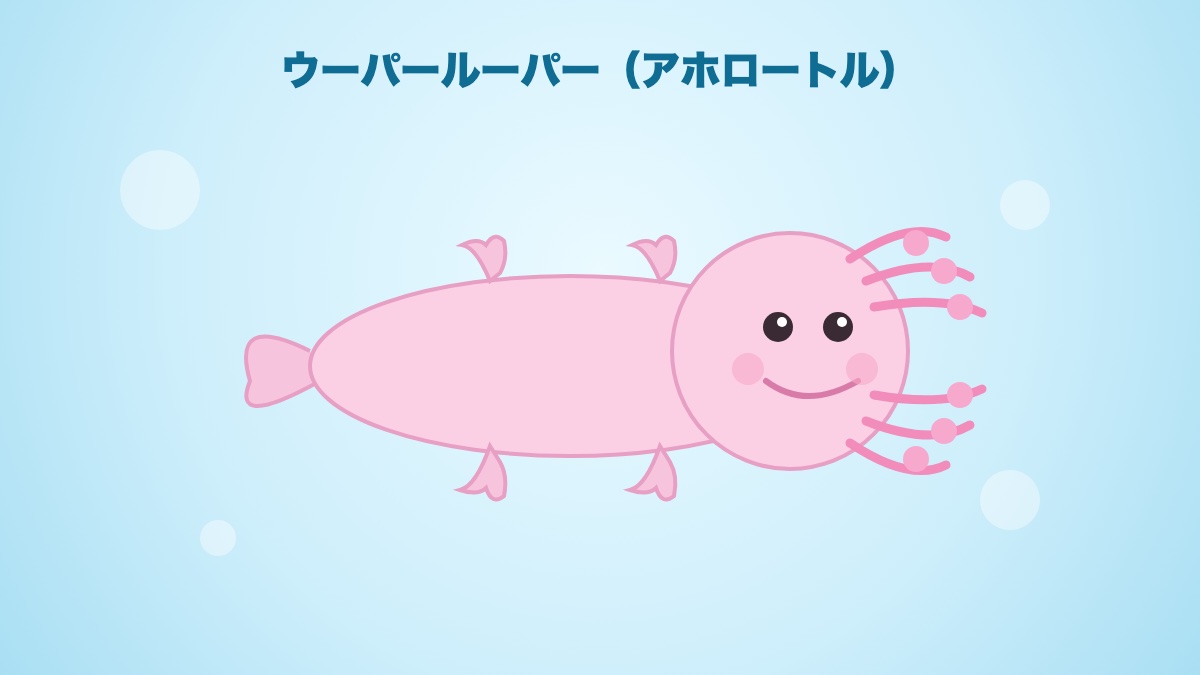 ピンク色の体と外えらを持つウーパールーパー(アホロートル)のイラスト