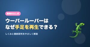 ウーパールーパーが手足を再生するしくみを解説するアイキャッチ画像