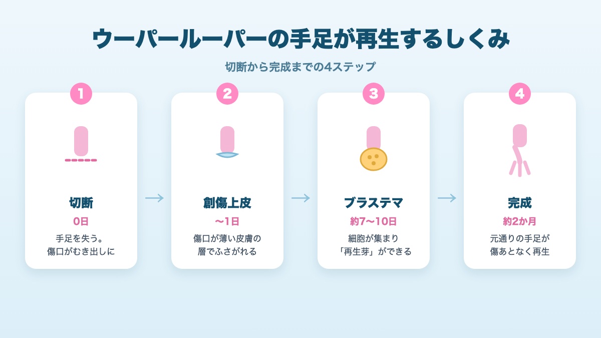 ウーパールーパーの手足が再生する4ステップの図解