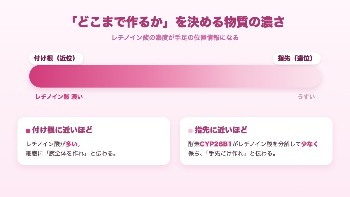 レチノイン酸の濃度勾配が手足の位置情報を決めるしくみの図解