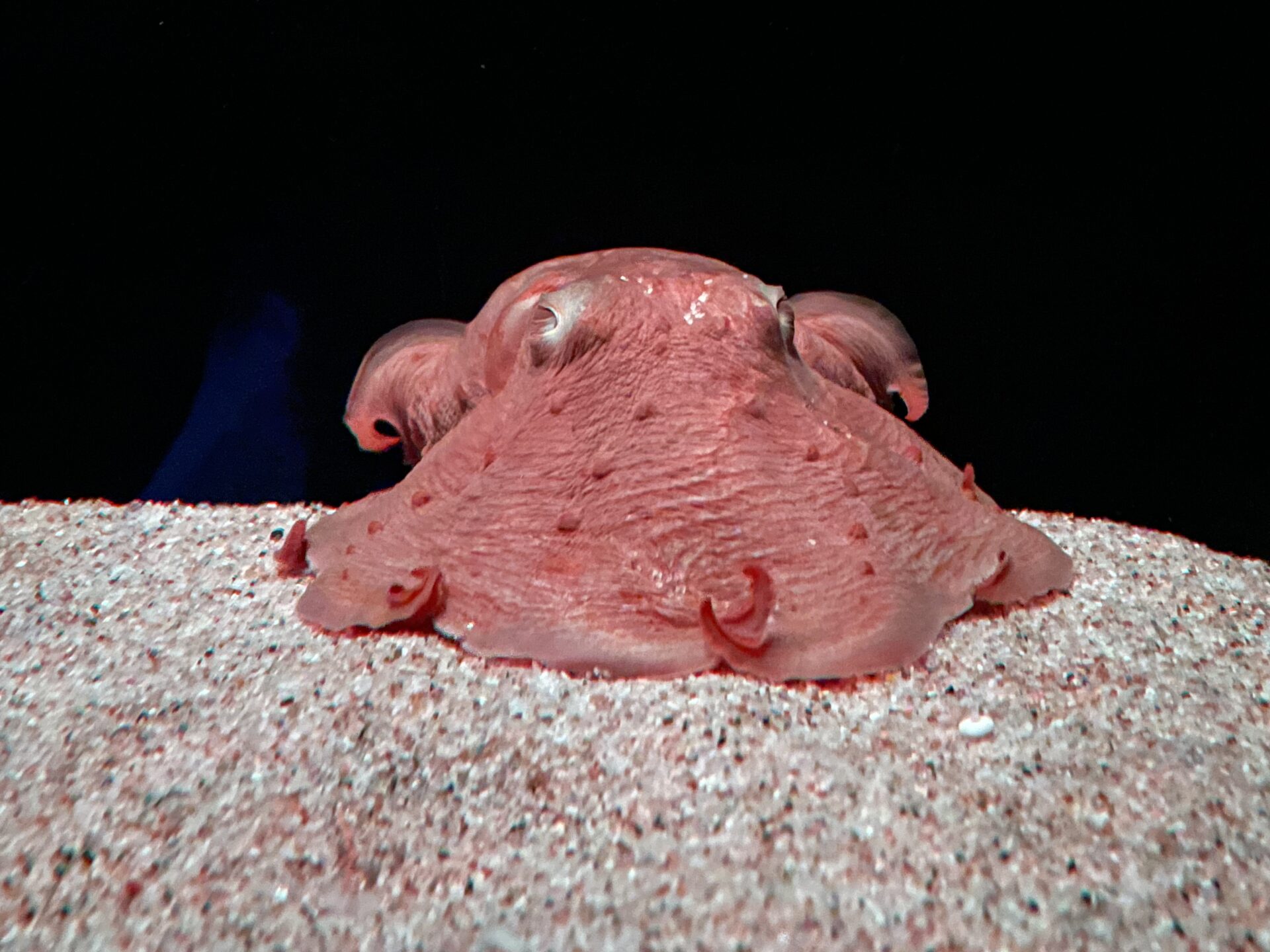 水族館で展示されるメンダコ