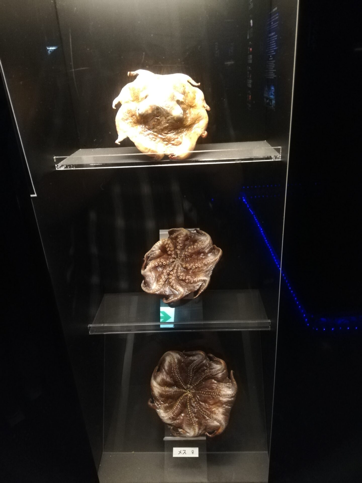 沼津ディープシーアクアリウムのメンダコ