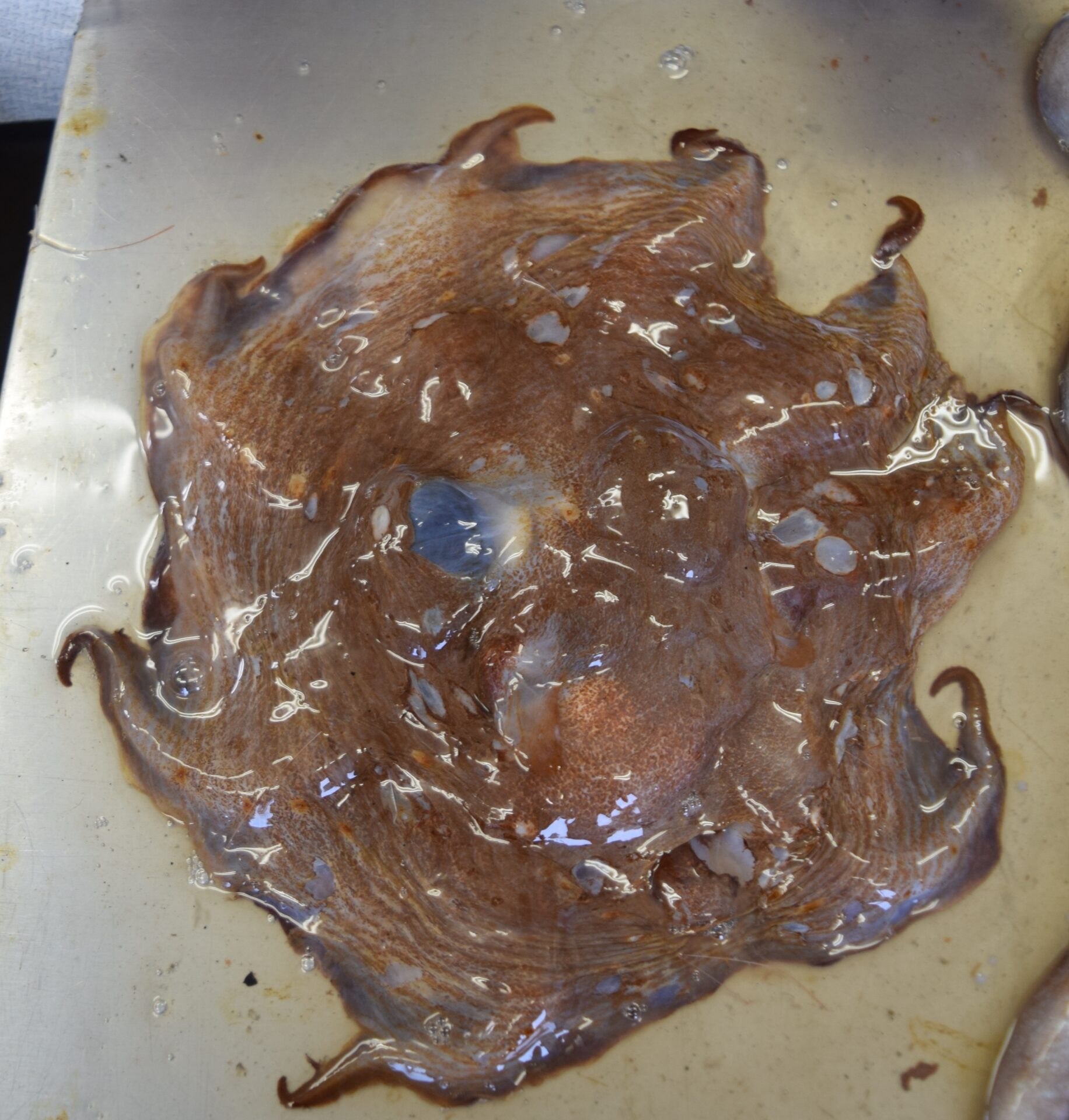 鳥羽水族館で撮影されたメンダコ（Opisthoteuthis depressa）