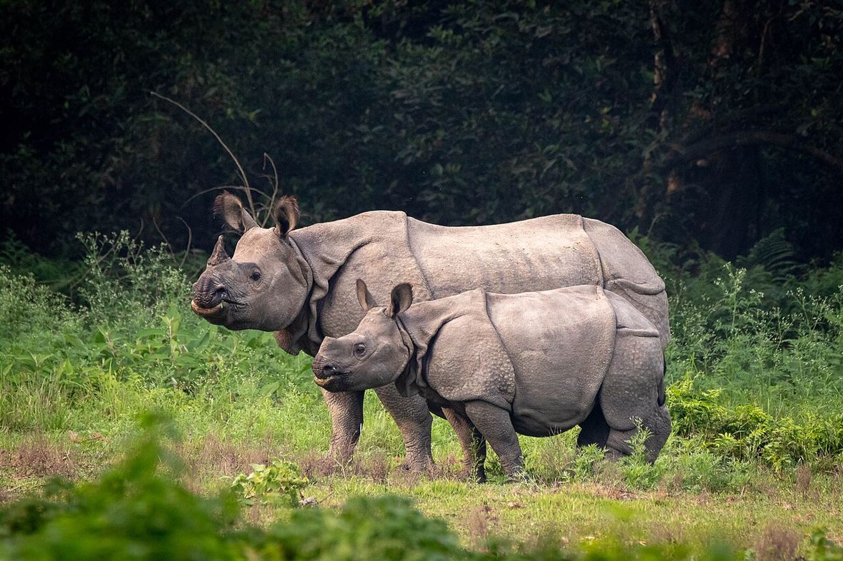 チトワン国立公園に生息するインドサイの親子