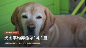 白い毛が混じった高齢のラブラドール・レトリーバーの写真と「犬の平均寿命は14.1歳」の文字