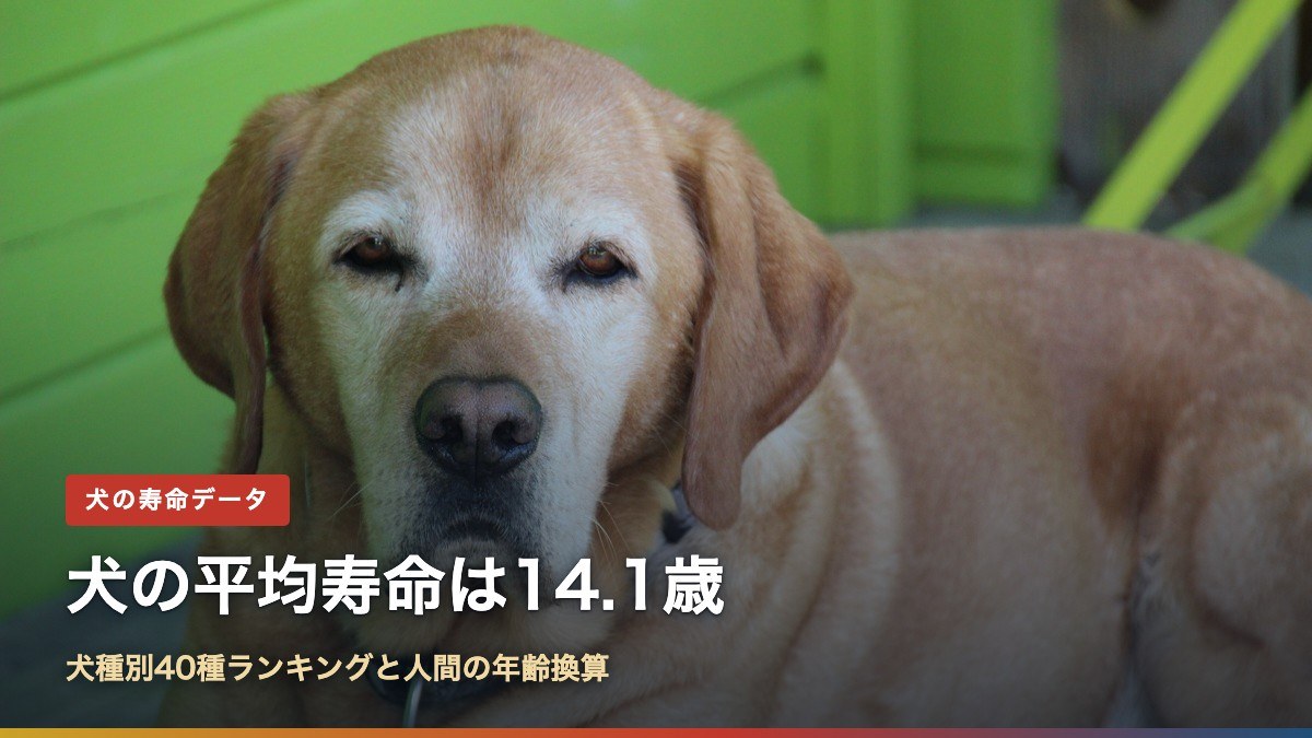 白い毛が混じった高齢のラブラドール・レトリーバーの写真と「犬の平均寿命は14.1歳」の文字