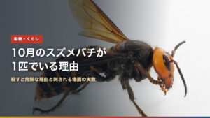 オオスズメバチの横向きの拡大写真。10月は新女王とオスが巣を離れる時期