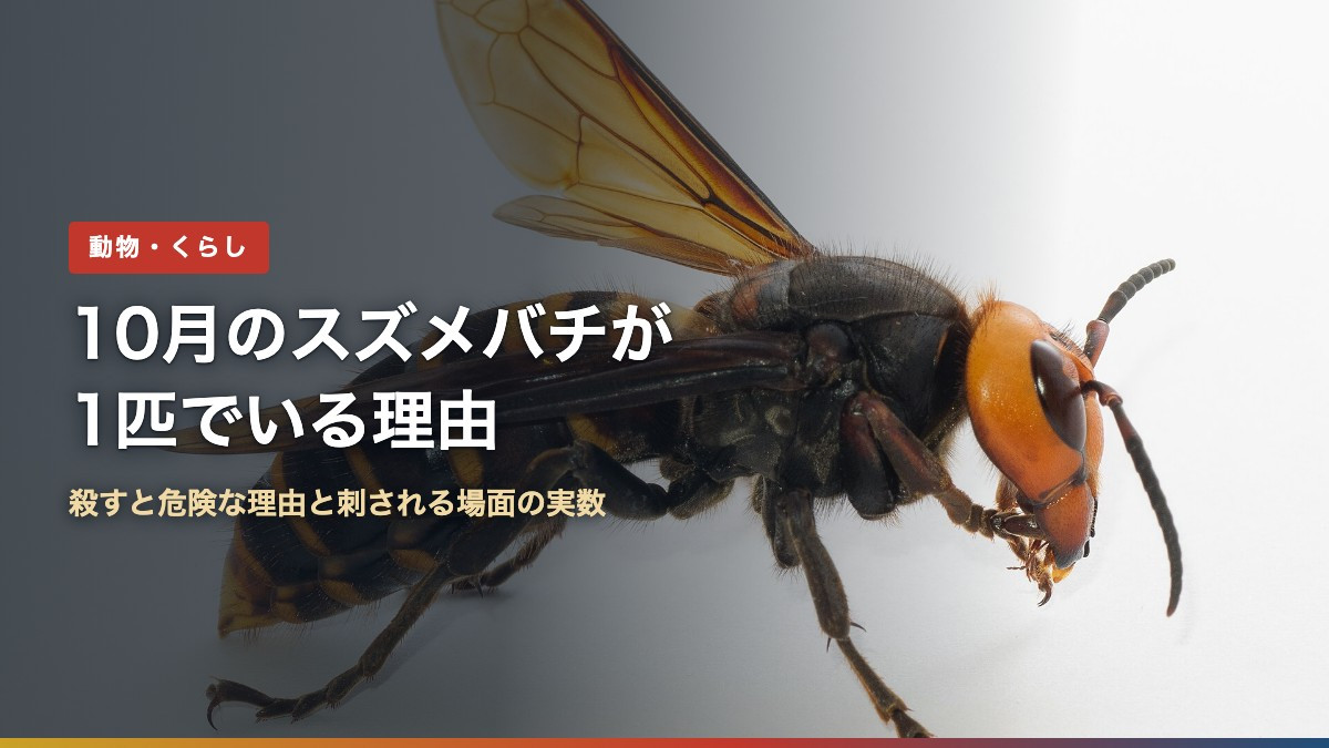 オオスズメバチの横向きの拡大写真。10月は新女王とオスが巣を離れる時期