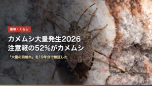 クサギカメムシの拡大写真。秋に越冬場所を探して家屋に侵入する
