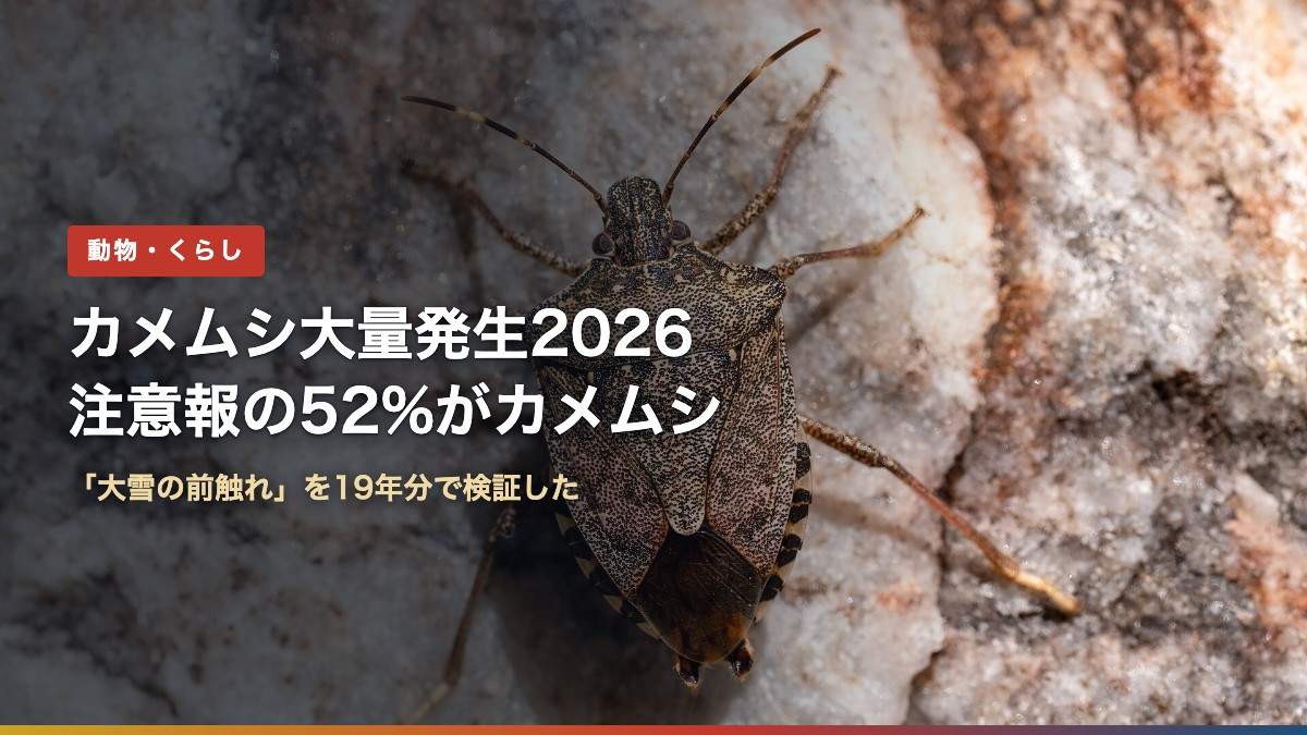 クサギカメムシの拡大写真。秋に越冬場所を探して家屋に侵入する