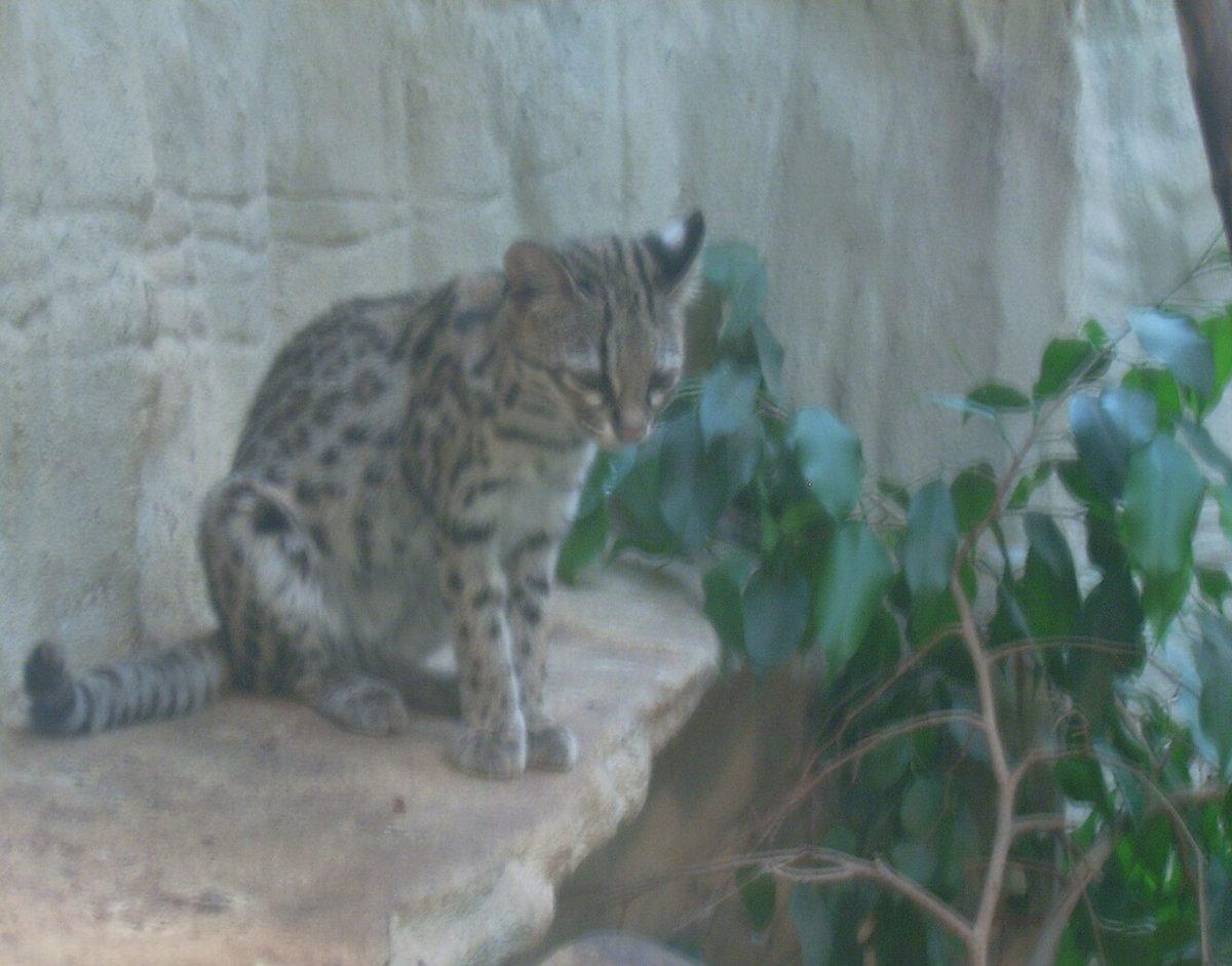 ティルカヨの近縁種ジャガーネコ(Leopardus tigrinus)