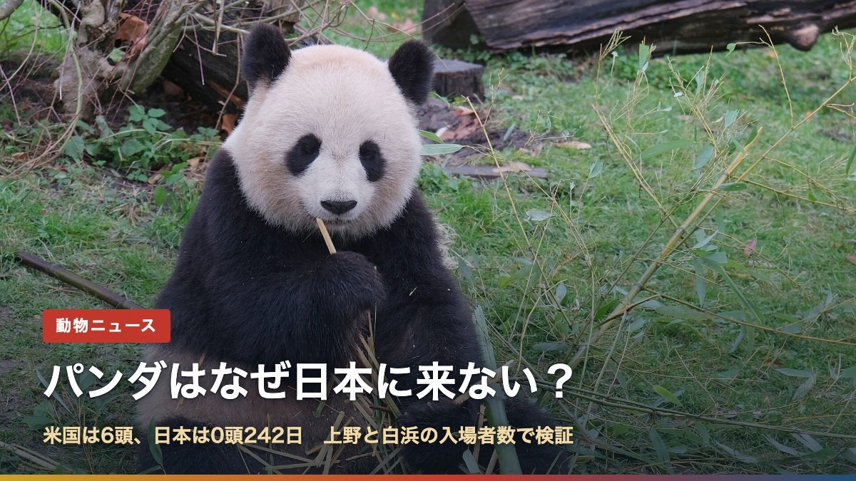 パンダはなぜ日本に来ない?米国は6頭、日本は0頭242日(竹を食べるジャイアントパンダ)