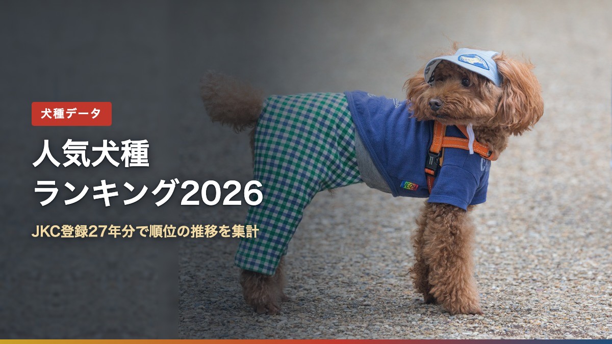 服と帽子を身に着けたトイ・プードルの写真と「人気犬種ランキング2026」の文字