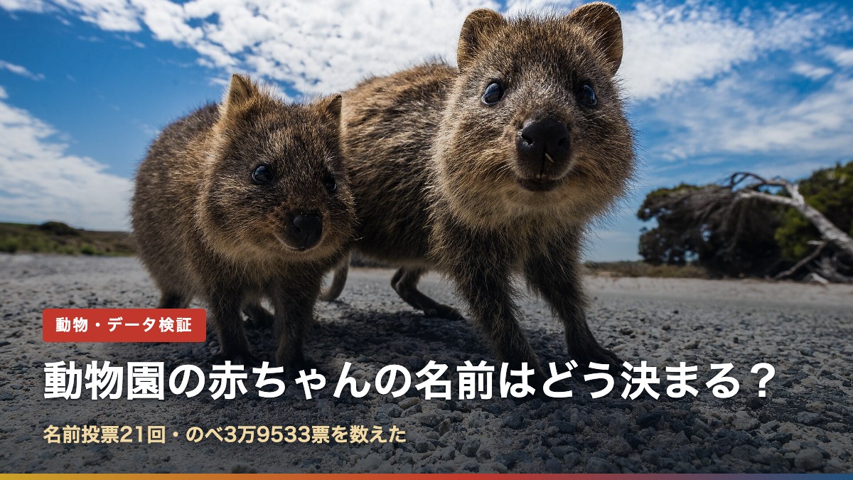 寄り添って立つ2頭のクオッカ。動物園の赤ちゃんの名前投票で最も票を集める人気動物