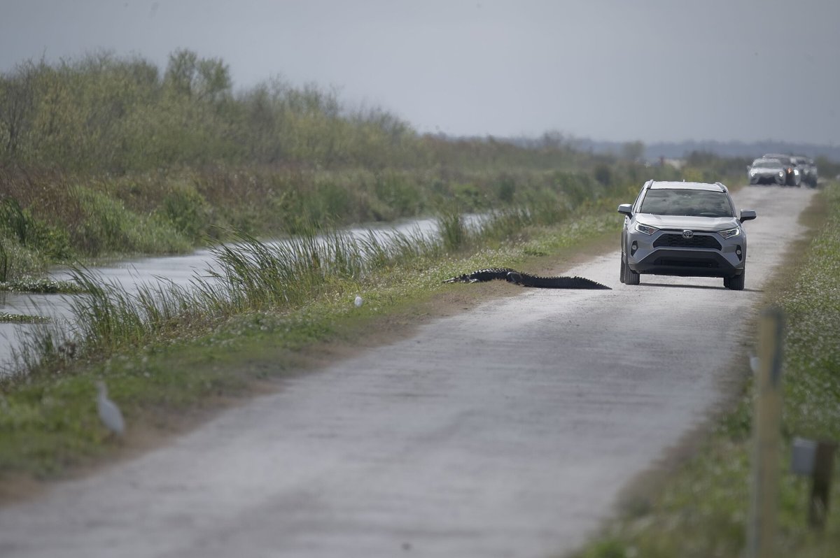 アポプカ湖周辺の道路脇で、車のすぐ前を横切るアメリカアリゲーター