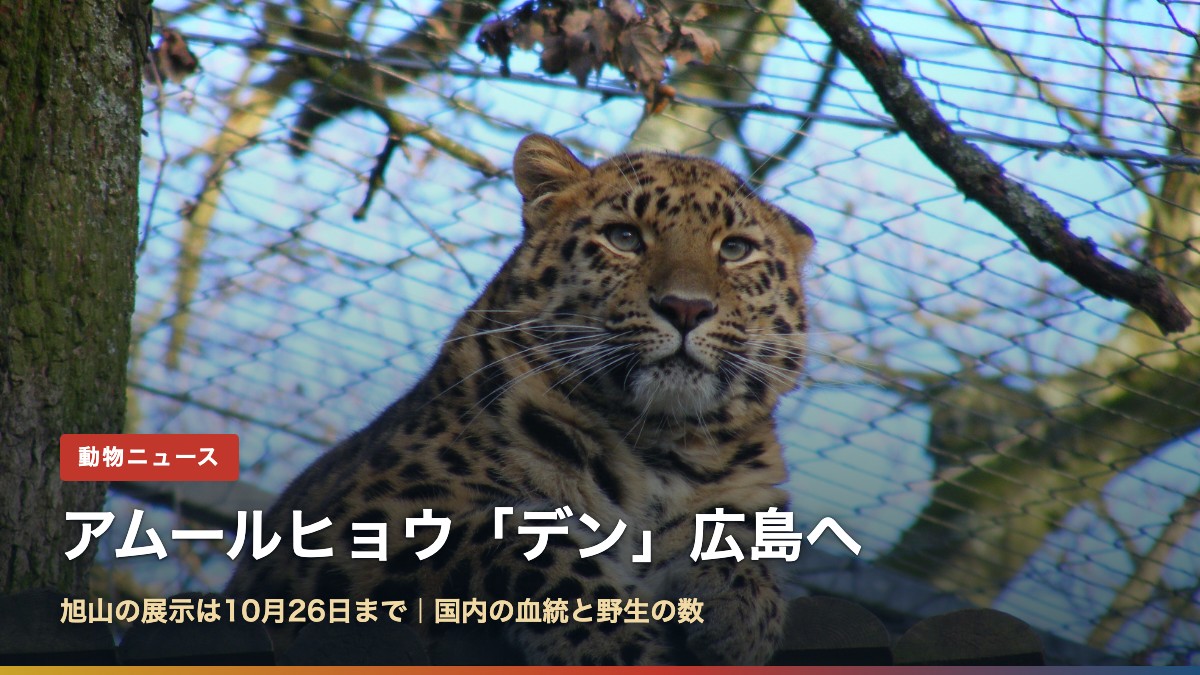 アムールヒョウ(アムールヒョウ「デン」はなぜ広島へ?旭山の展示は10月26日まで)