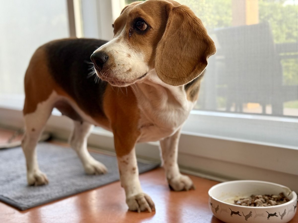 ドッグフードの器の横に座るビーグル犬