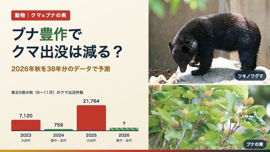 ブナ豊作でクマ出没は減る？（写真はツキノワグマとブナの実）