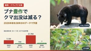 ブナ豊作でクマ出没は減る？（写真はツキノワグマとブナの実）