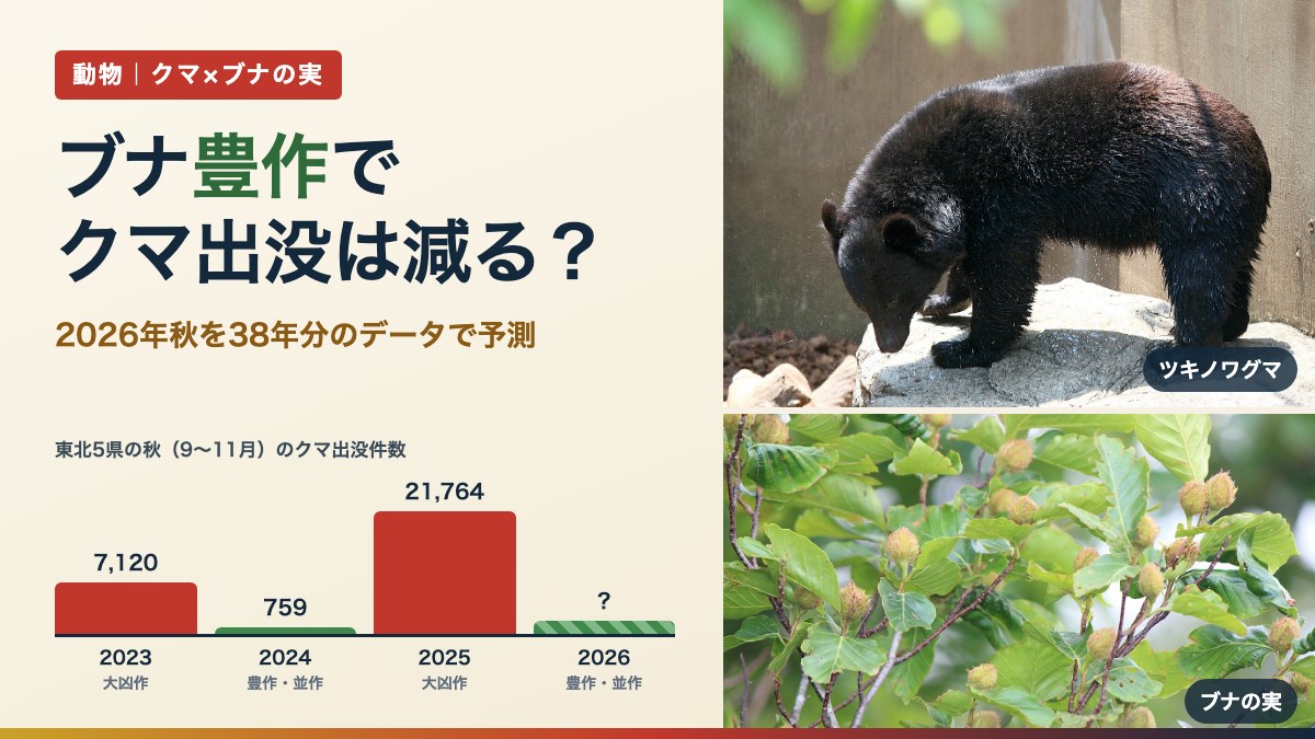 ブナ豊作でクマ出没は減る?(写真はツキノワグマとブナの実)