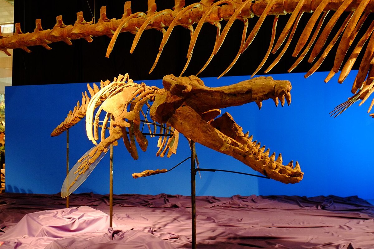 ブリグモフィゼテル(シガマッコウクジラ)の骨格の展示