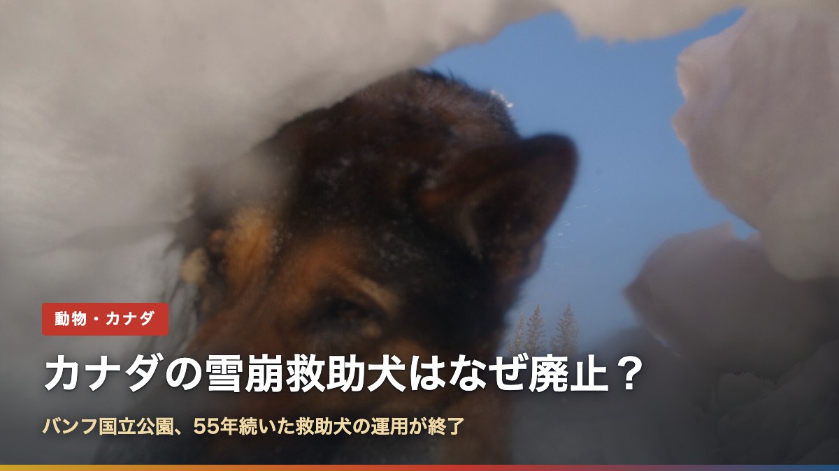 雪の中の人を掘り出す雪崩救助犬(訓練の様子)。カナダの雪崩救助犬はなぜ廃止?