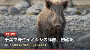 野生のイノシシ（千葉・鴨川で野生イノシシの豚熱を県内初確認）