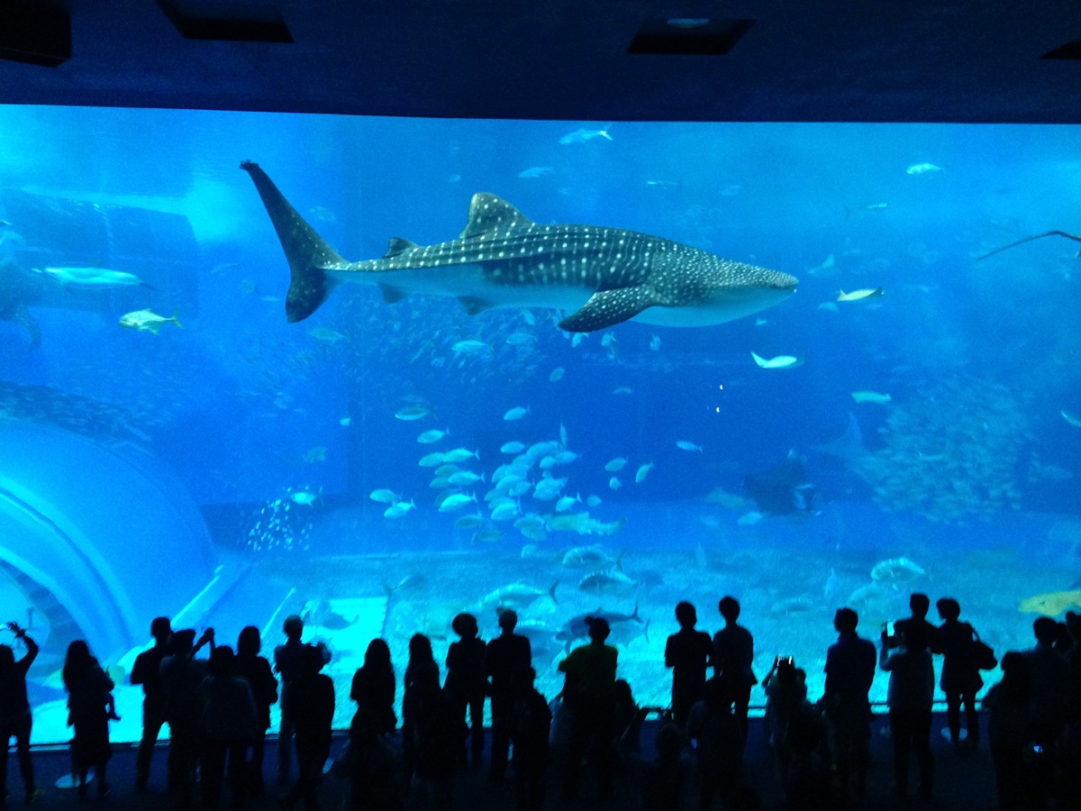 沖縄美ら海水族館の大水槽「黒潮の海」