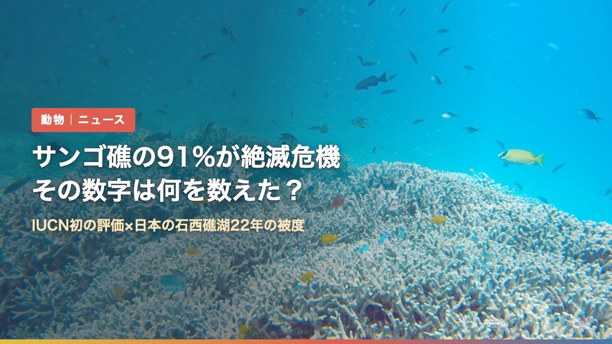 慶良間諸島・阿嘉島のサンゴ礁（サンゴ礁91%が絶滅危機とは何の数字？石西礁湖は被度50%→20%）