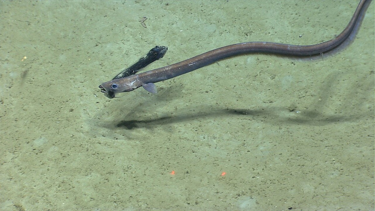 深海の海底近くを泳ぐホラアナゴ科の一種（ホソオホラアナゴではない）