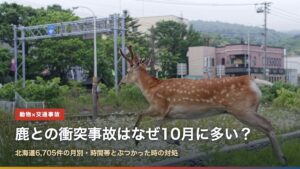 鹿との衝突事故はなぜ10月に多い？（写真は北海道の市街地を駆けるエゾシカ）