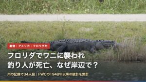 アポプカ湖周辺の岸辺で日光浴するアメリカアリゲーター（フロリダでワニに襲われ釣り人死亡、なぜ岸辺で？）