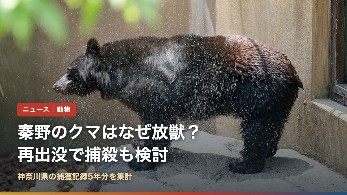 ツキノワグマ(秦野のクマはなぜ放獣?再出没で捕殺も検討)