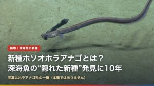 深海の海底近くを泳ぐホラアナゴ科の一種（新種ホソオホラアナゴとは？深海魚の隠れた新種発見に10年かかった理由）