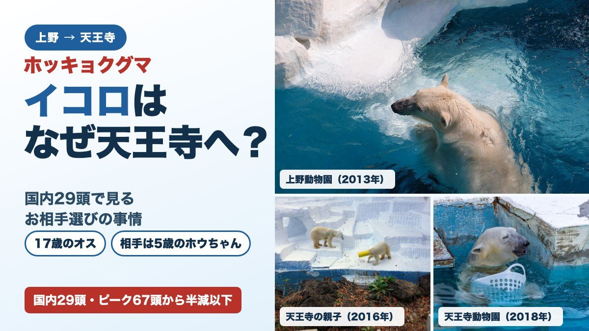 ホッキョクグマのイコロはなぜ天王寺へ？の題字と、上野動物園・天王寺動物園のホッキョクグマの写真