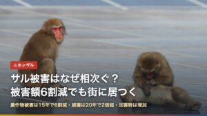 太陽光パネルの上でくつろぐニホンザル（サル被害はなぜ相次ぐ？）
