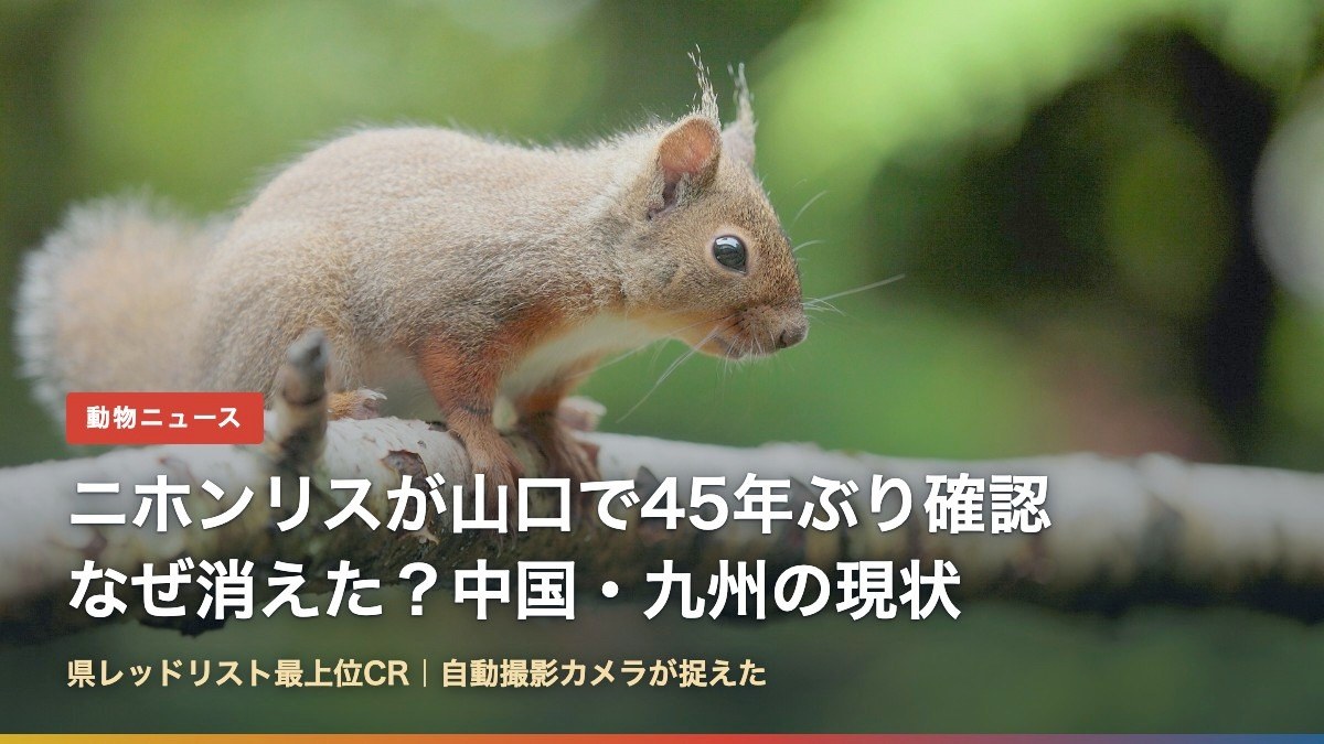 ニホンリス(山口県で45年ぶりにニホンリスの生息を確認)
