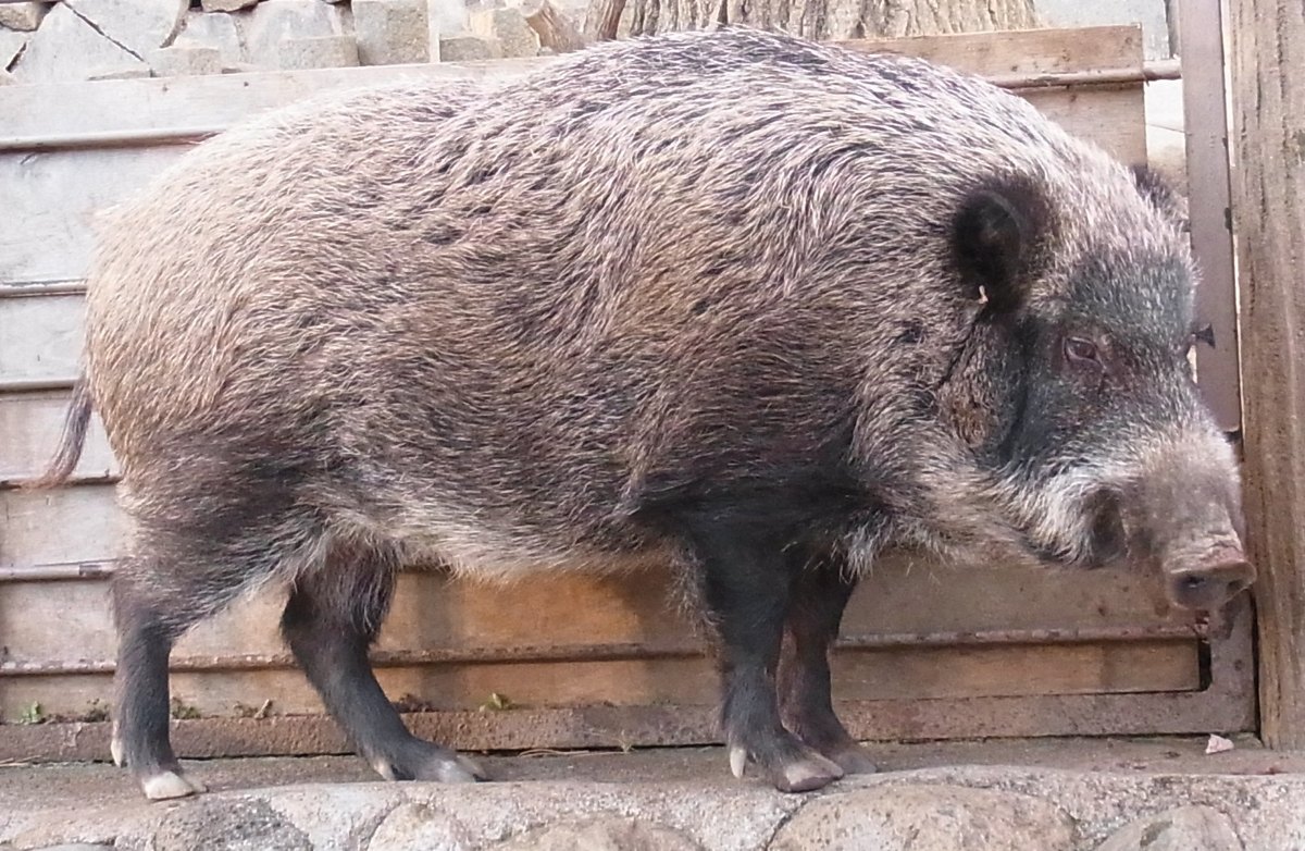 ニホンイノシシの成獣（東京都・多摩動物公園）