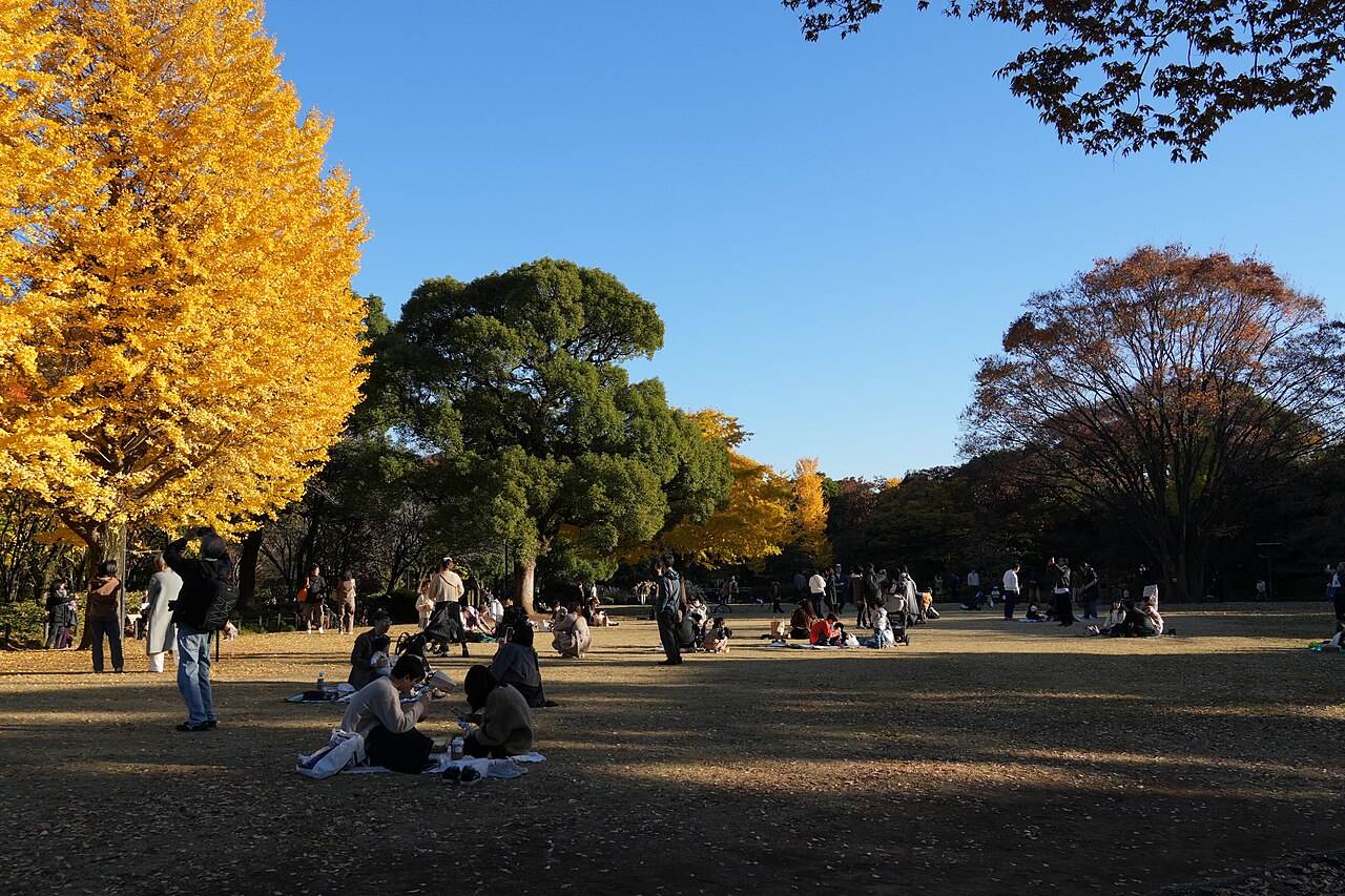 晴れた秋の日の北の丸公園。イチョウが黄葉している