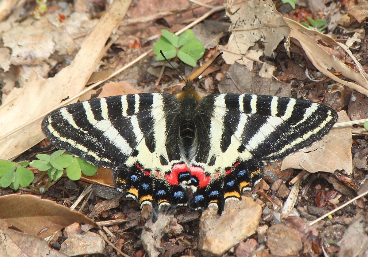ギフチョウ