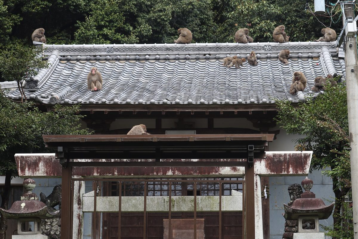 神社の屋根の上にいるニホンザルの群れ