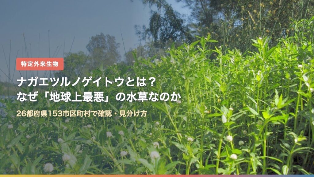 水辺を覆うナガエツルノゲイトウの群落と白い花
