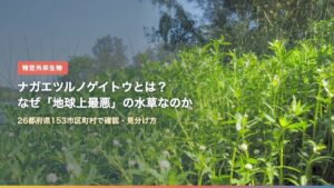 水辺を覆うナガエツルノゲイトウの群落と白い花
