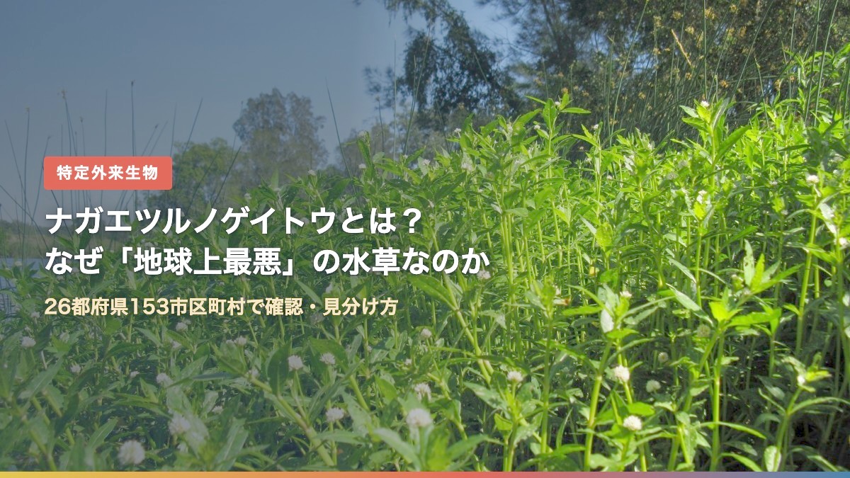 水辺を覆うナガエツルノゲイトウの群落と白い花