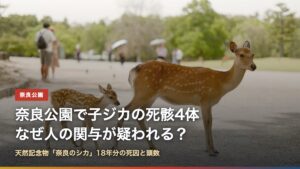 奈良公園の母ジカと子ジカ（奈良公園で子ジカの死骸4体、なぜ？）