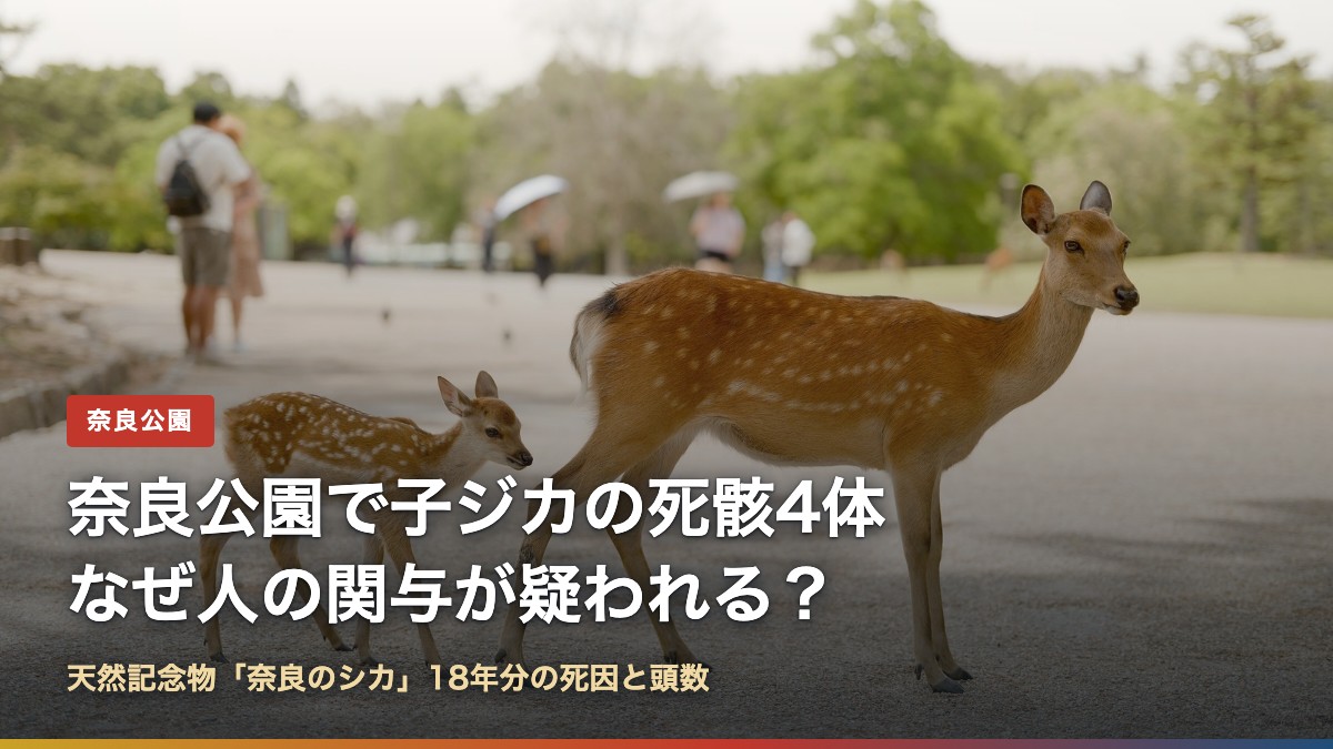 奈良公園の母ジカと子ジカ(奈良公園で子ジカの死骸4体、なぜ?)