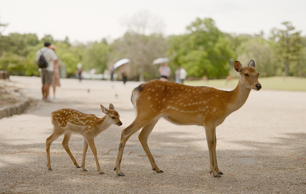 奈良公園の母ジカと子ジカ
