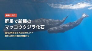 現生のマッコウクジラの親子（群馬で新種のマッコウクジラ化石｜国内3例目はどれほど珍しい？）