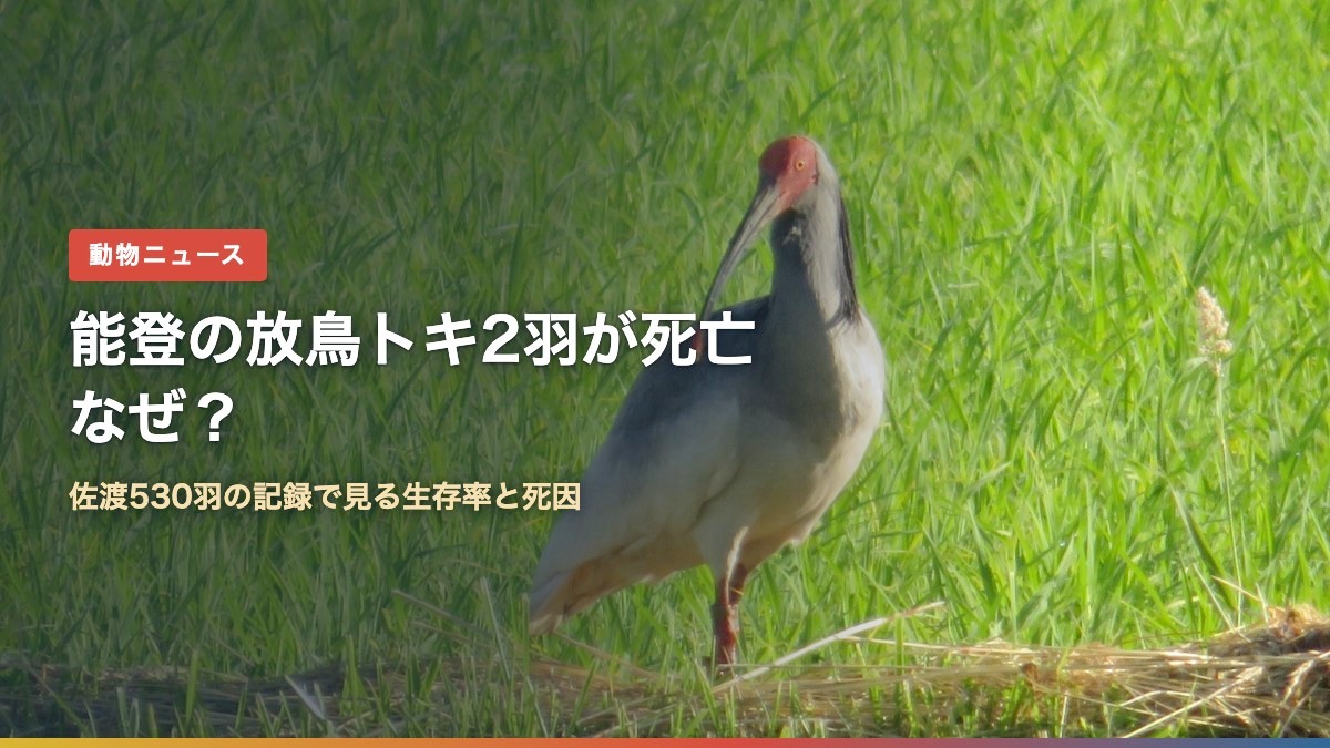 水田のあぜに立つトキ（能登の放鳥トキ2羽が死亡、なぜ？佐渡530羽の記録で見る生存率）